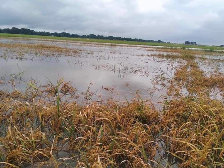  Paddy fields inundated by floodwaters in DaikU Township, Bago Region. (Photo: U Aung Myint)